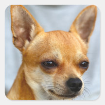 私は子犬をおもしろい飼っている。私の犬は今おもしろいだ。