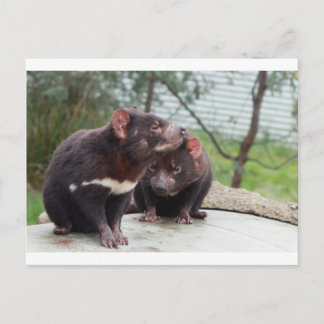 私は少し悪魔 ポストカード