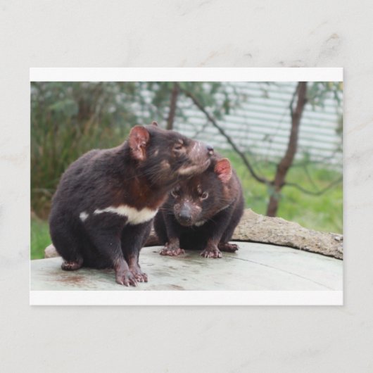 私は少し悪魔 ポストカード (正面)