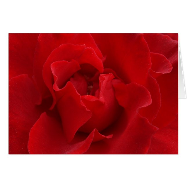 私は常に愛します (正面横)