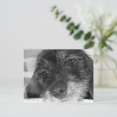 私は恋しく思君 ポストカード (スタンド正面)