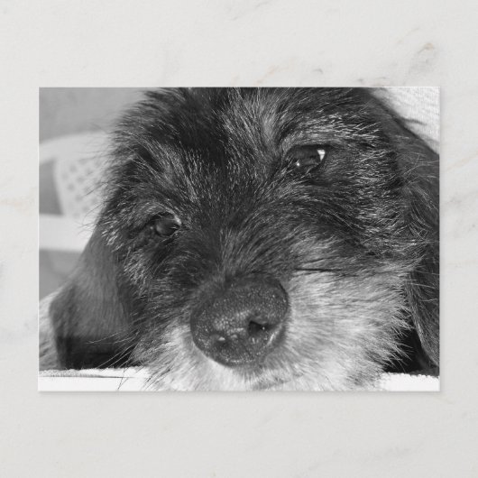 私は恋しく思君 ポストカード (正面)