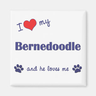 私は愛します私のBernedoodle (オス犬)を マグネット