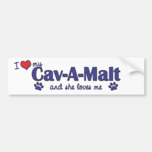 私は愛します私のCavモルト(メス犬)を バンパーステッカー