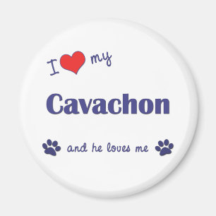 私は愛します私のCavachon (オス犬)を マグネット