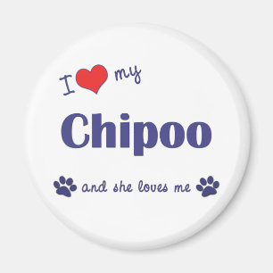 私は愛します私のChipoo (メス犬)を マグネット