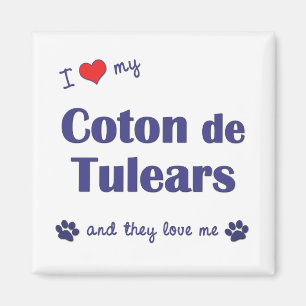 私は愛します私のCoton de Tulears (多数犬)を マグネット