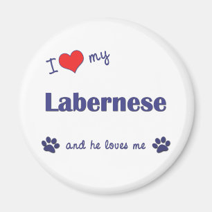 私は愛します私のLabernese (オス犬)を マグネット