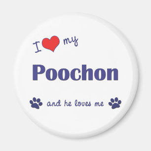 私は愛します私のPoochon (オス犬)を マグネット