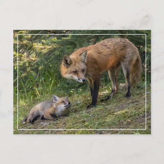 私は母を愛している ポストカード (正面)