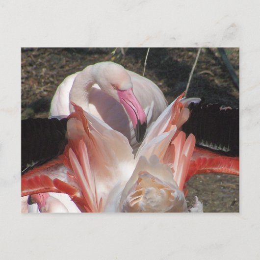 私は点滅します! ポストカード (正面)