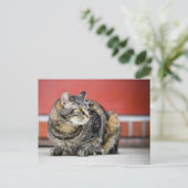 私は猫だ！ ポストカード (スタンド正面)