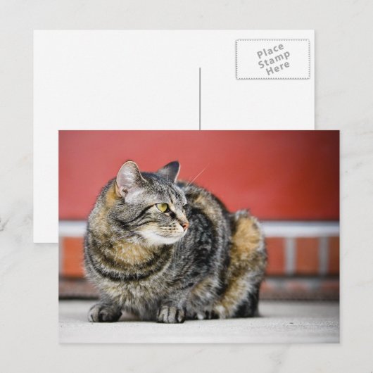 私は猫だ！ ポストカード (正面/裏面)