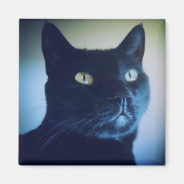 私は猫マグネットだ マグネット