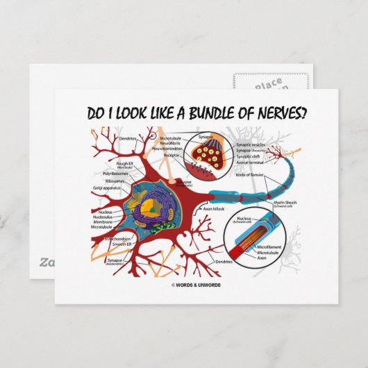 私は神経の束のように見える?ニューロンシナプス ポストカード (正面/裏面)