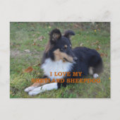 私は私のシェットランドシェプドッグブラックトリが大好き ポストカード (正面)