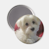 私は私のマルチーズ磁石が大好き マグネット (正面/裏面)