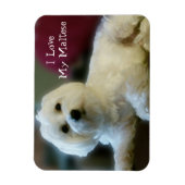 私は私のマルチーズ磁石が大好き マグネット (縦)
