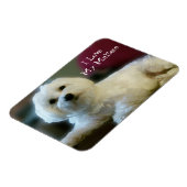 私は私のマルチーズ磁石が大好き マグネット (左側)