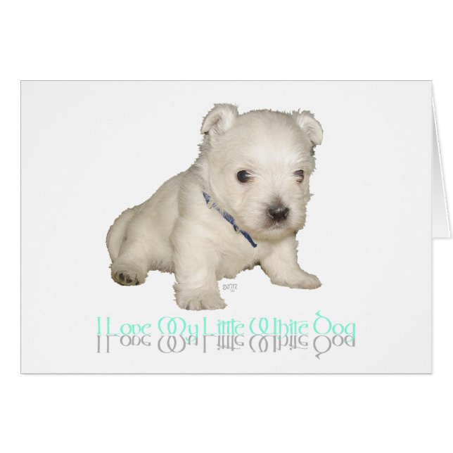 私は私の小さな白い犬が大好き – ウェスティーパピー (正面横)