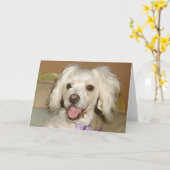 私は私の小さな白い犬のプードルが大好き/ Bichon Mix カード (黄色い花)