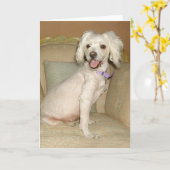 私は私の小さな白い犬のプードルが大好き/ Bichon Mix カード (黄色い花)