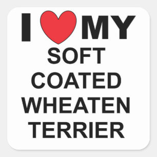 私は私の柔らかいコートのwhaten terrierが大好き スクエアシール