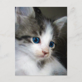 私は頭からつま先まで可愛い ポストカード