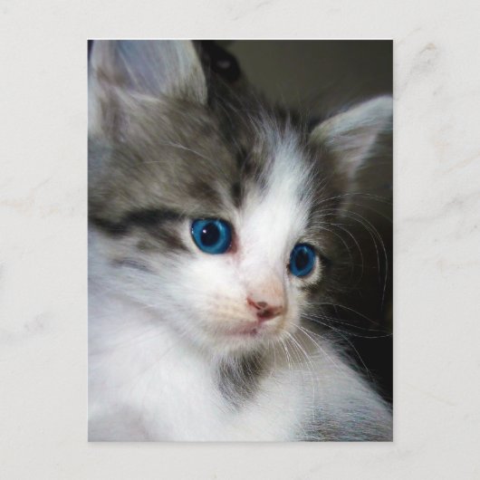 私は頭からつま先まで可愛い ポストカード (正面)