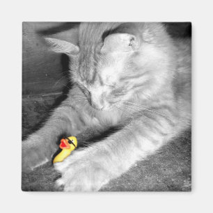 「私は食べ物を与えません猫」のゴム製アヒルの磁石言いました マグネット