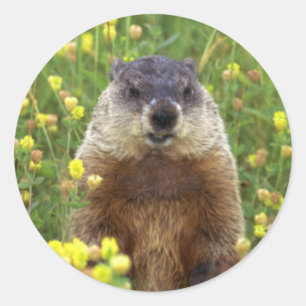 私はGroundhogのステッカー ラウンドシール