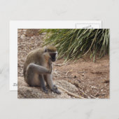 私はItchを持っている – スパイダーモンキー ポストカード (正面/裏面)