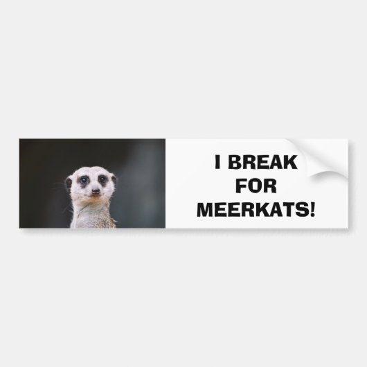 私はMeerkatsのために壊れます! バンパーステッカー (正面)