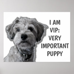 私はVIP:非常に重要な子犬、かわいい犬 ポスター