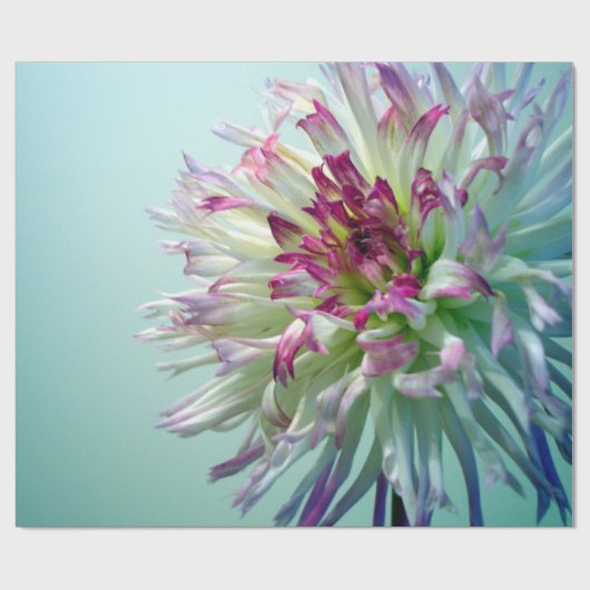 私をのダリア眩まして下さい! ラッピングペーパー (フラット)