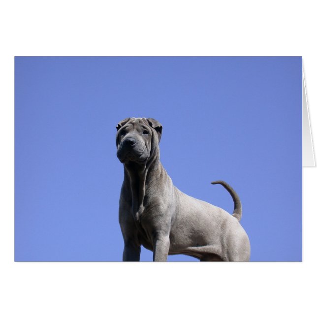 私を愛して下さい、私の犬を…愛して下さい (正面横)