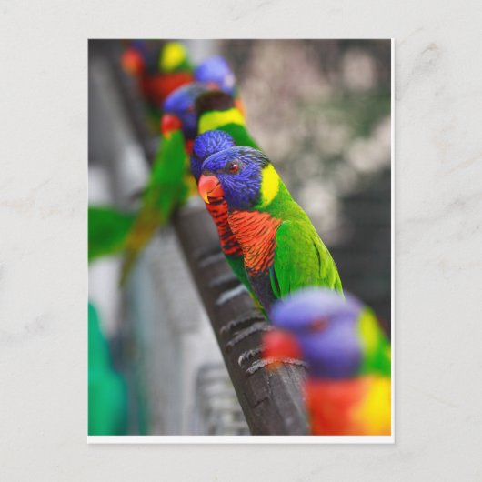 私を探してる？ ポストカード (正面)