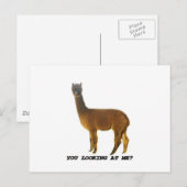 私を見てるの？ ポストカード (正面/裏面)