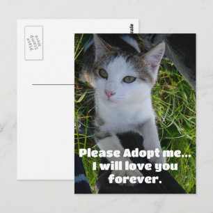 私を飼ってください…ずっと愛します 猫 ポストカード