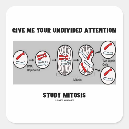 私与えよ未割り当て勉強有糸分裂 スクエアシール (正面)