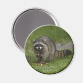 「私保護たちの野生の場所」ラクーン磁石 マグネット (正面/裏面)