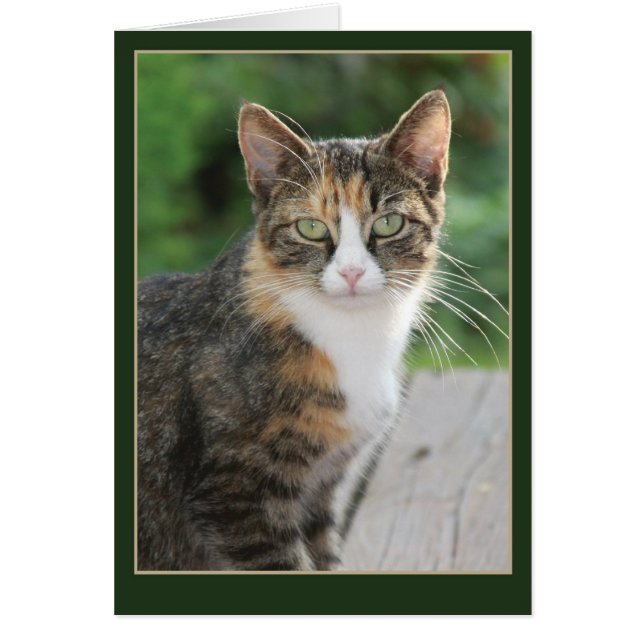 私来...私は言った (正面)