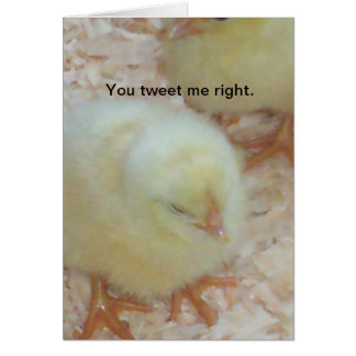 私正しくさえずります