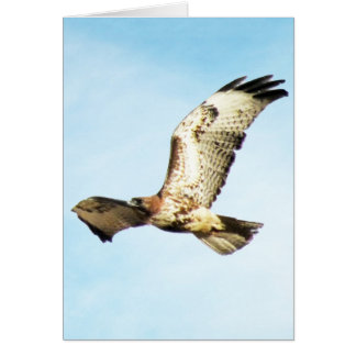 "私達の最も素晴らしい栄光。"飛行中の赤後につかれたタカ