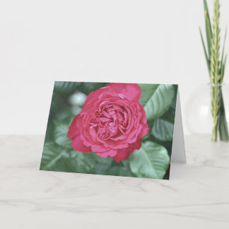 私達は私達が愛すると同時に一緒に直します シーズンカード