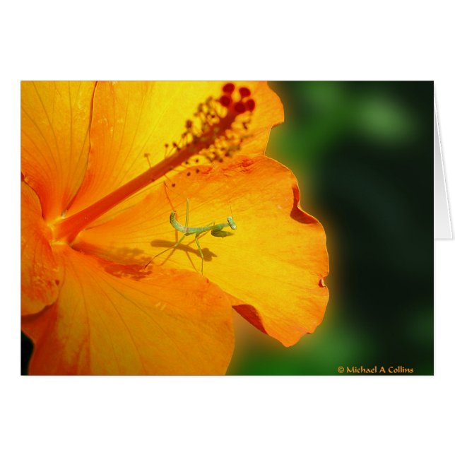 私達を祈ることを許可して下さい (正面横)