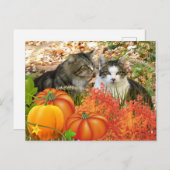 秋がネコとカボチャに季節 ポストカード (正面/裏面)