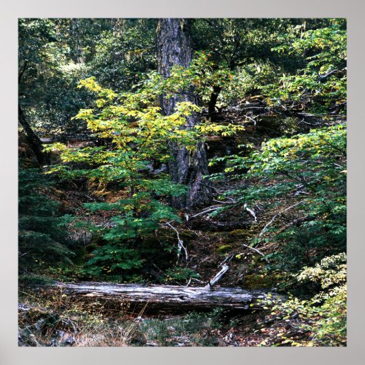 秋が来た…..... ポスター (正面)