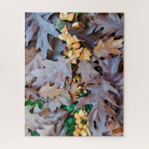 秋と黄色のキノコと茶色の落ちた葉