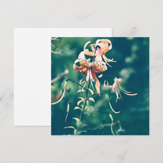 秋に咲くユリ (正面/裏面)